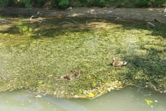 stand up padova 2020 sup news 18